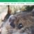 Greengianthc.com-Review